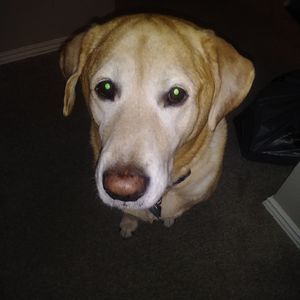 Meet your Posher, Veronica